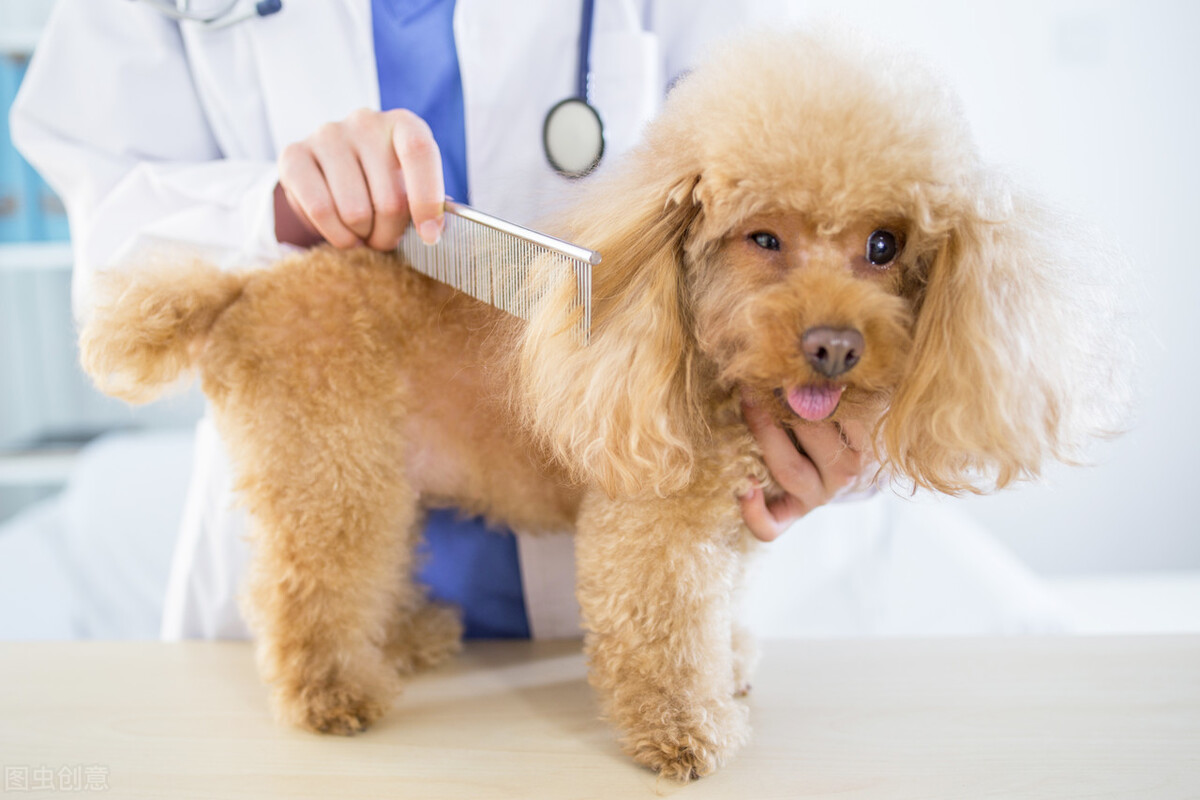 狗狗身上长了湿疹该怎么办,狗狗身上的湿疹怎么治