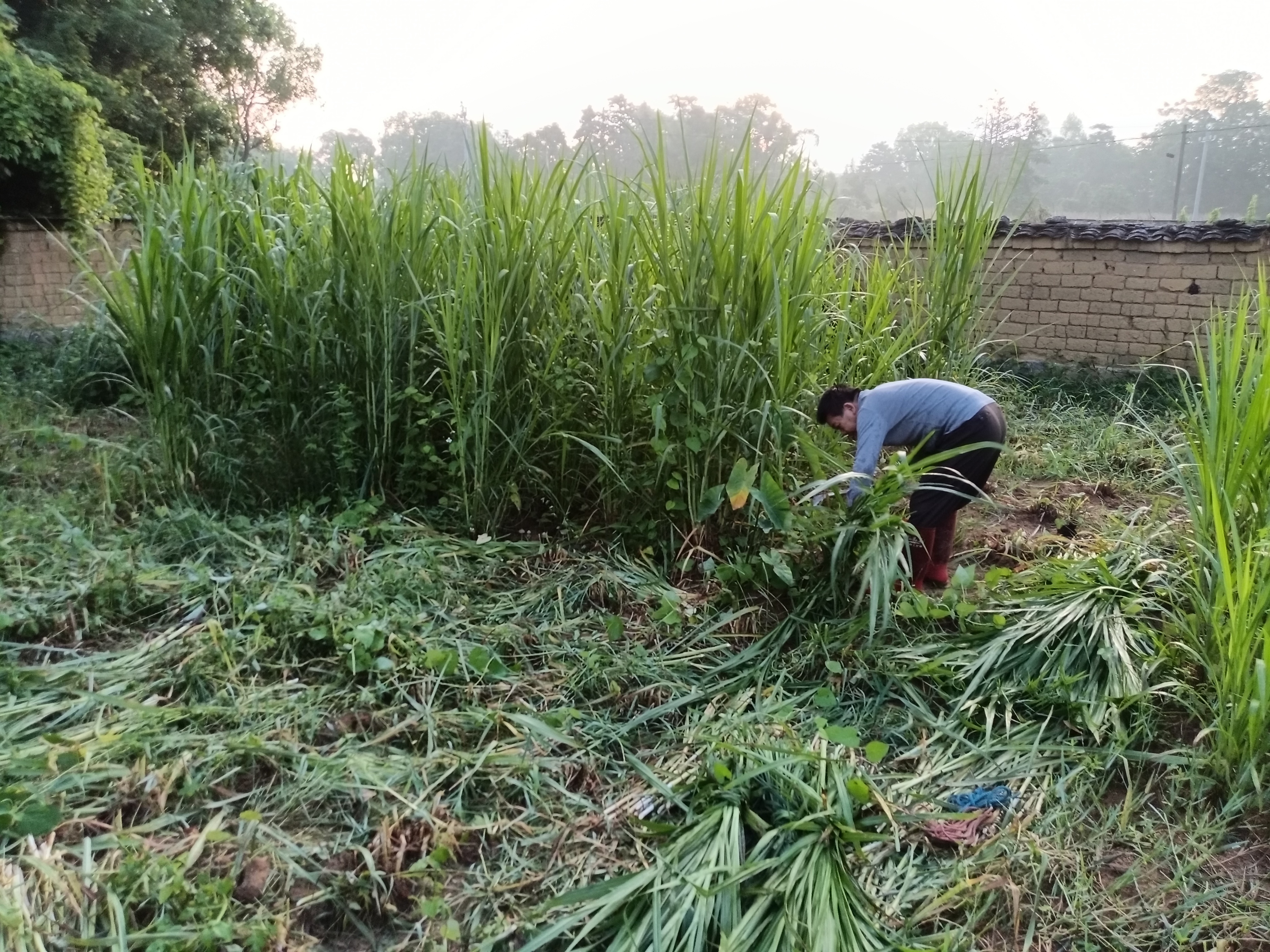 今天做了两件事重点喷杀蚂蚁窝