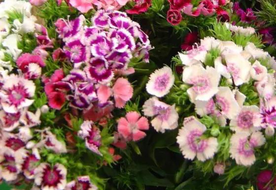 家里种的花有虫子有灭虫子方法吗,家里养的花除虫