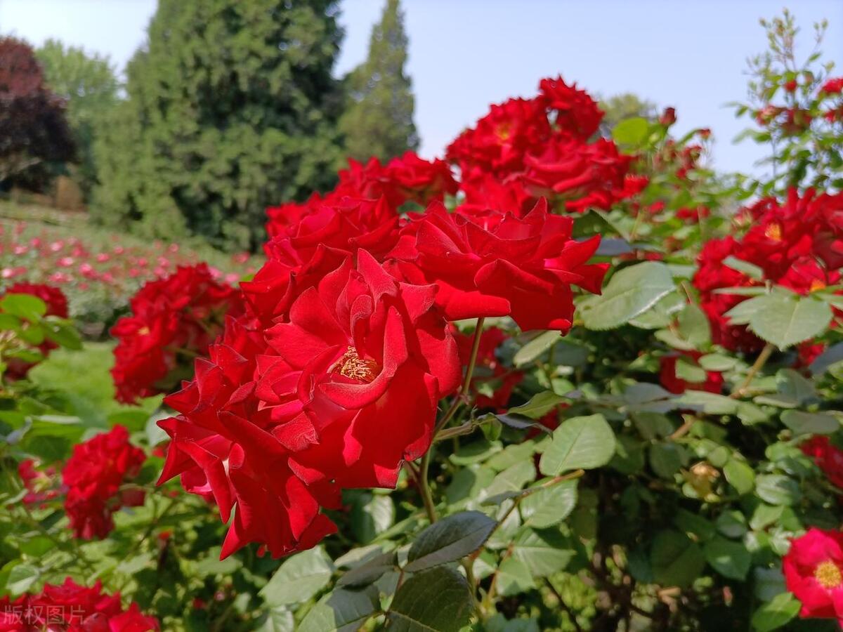 人间最美五月天春季赏樱正当时,5月北京三大赏花公园