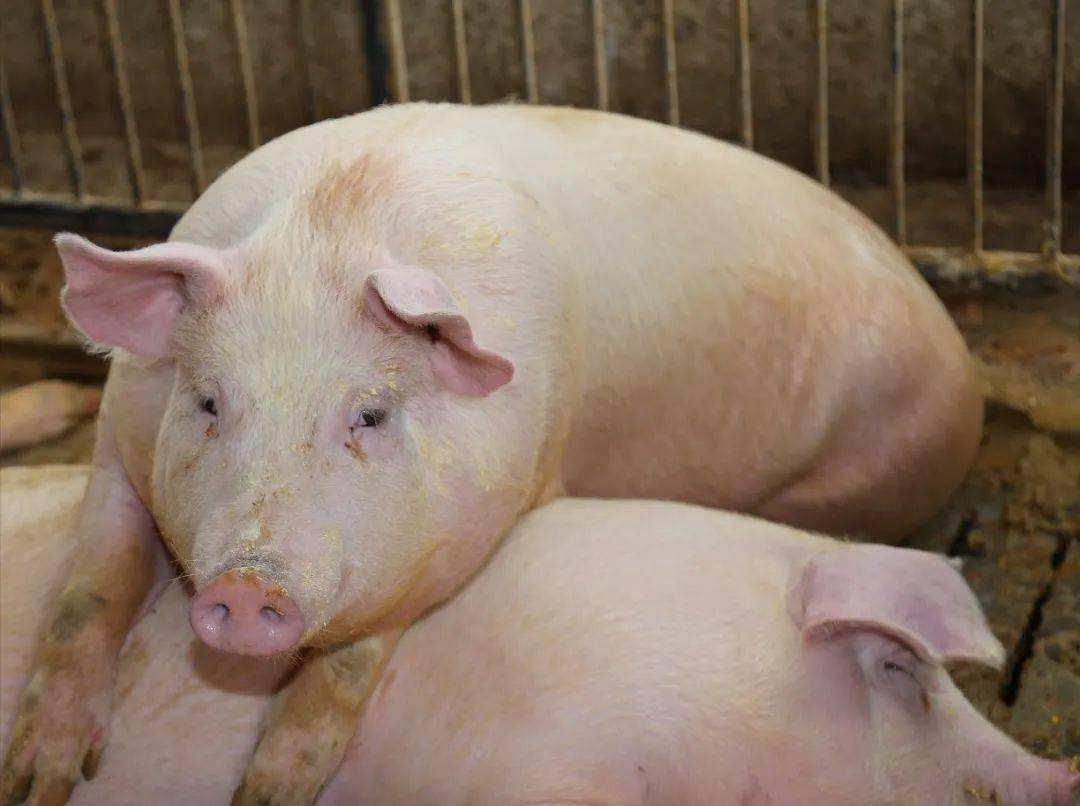 母猪产死胎怎样解决,母猪产死胎的原因及分析