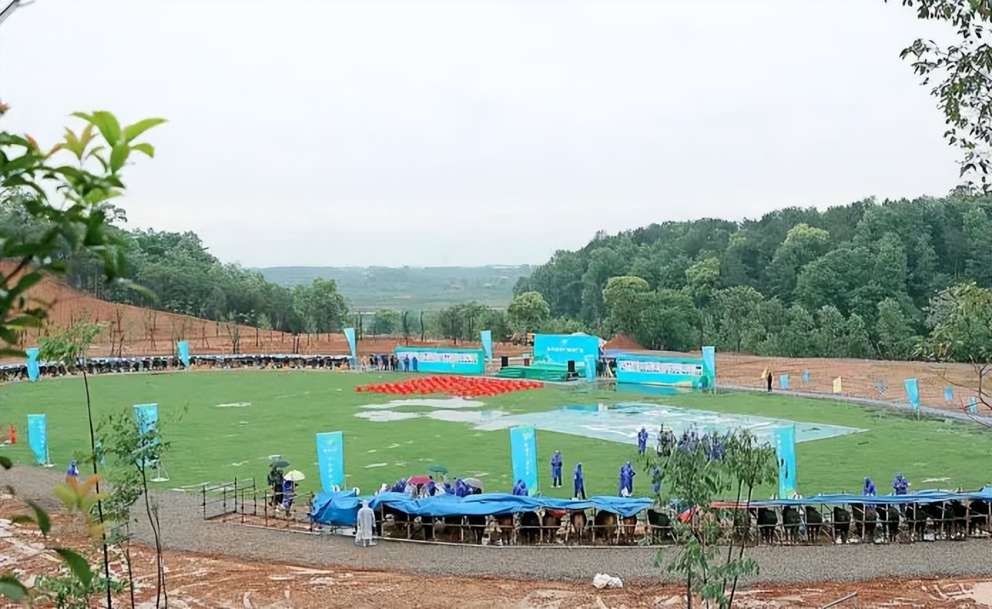 枝江肉牛产业发展,中国肉牛产业规划