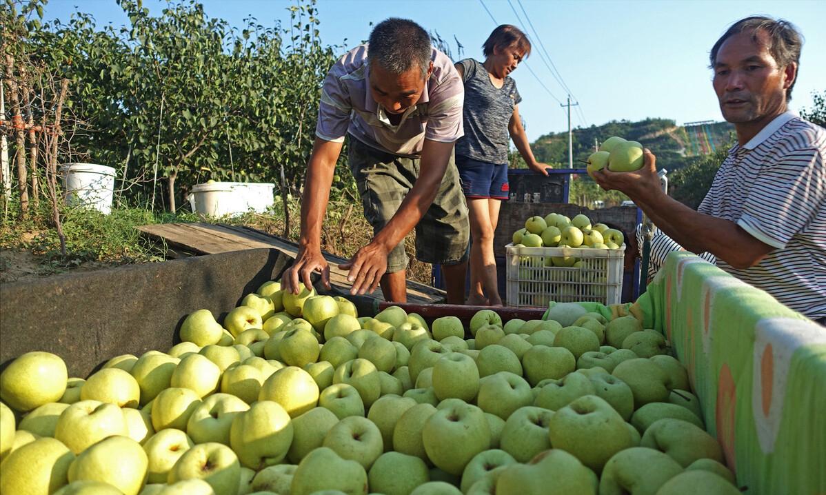 农村种梨销售,农村种梨怎么赚钱