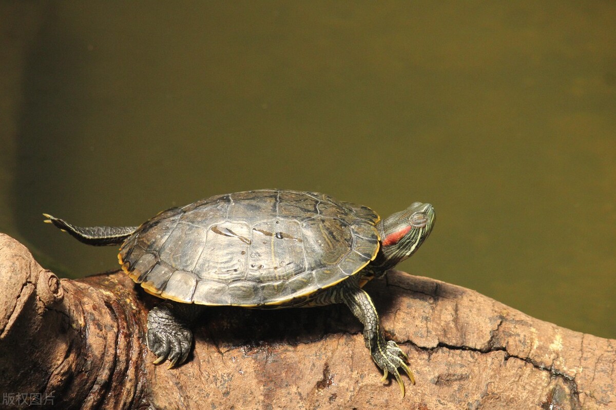 巴西龟平时喂它吃什么,巴西龟超喜欢吃什么食物