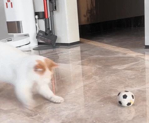 双眼失明的小猫,双目失明小猫