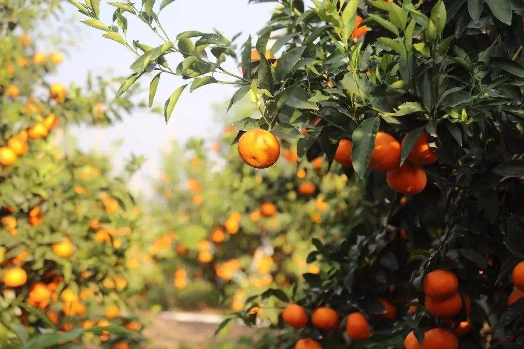 为何中国水果在日本如此畅销,日本天价水果