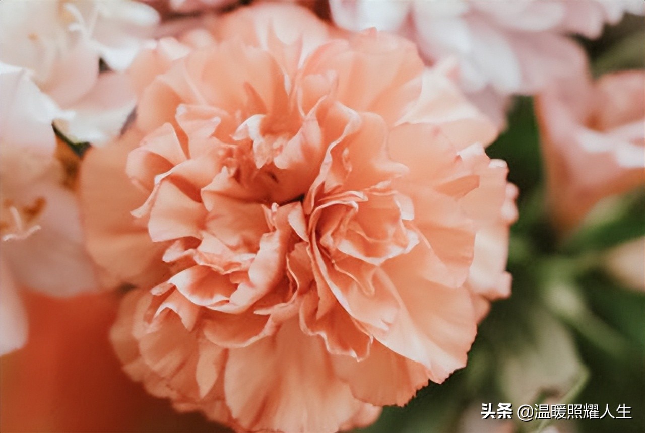 母亲节康乃馨100张照片,母亲节康乃馨的照片