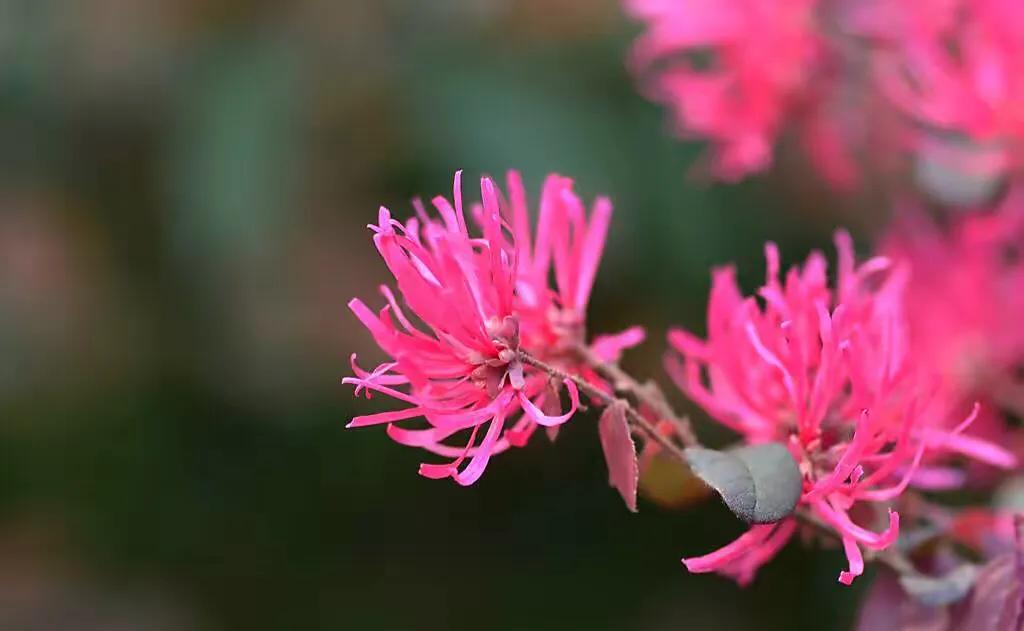 红花檵木介绍牌,红花檵木解说