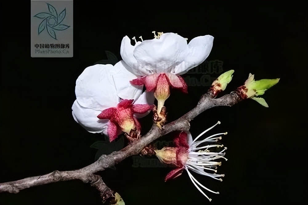 春天常见的十种花,春季旅游观赏的花