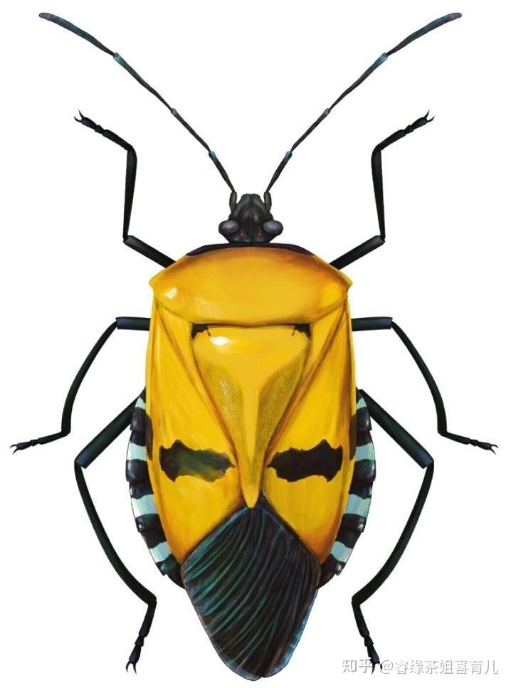 暑假作业出现昆虫类的题目,孩子看都不要看拒绝做这类题