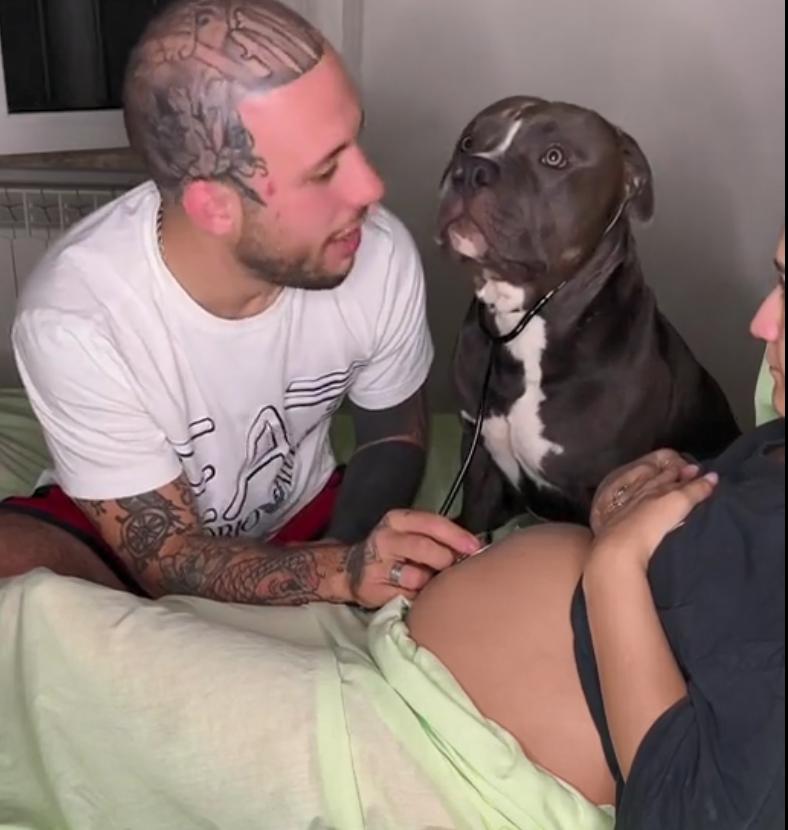 狗狗听主人胎动很惊讶,狗狗听胎动惊讶