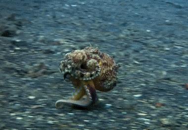 章鱼为什么没有成为食物链顶端,章鱼为什么比人类智商高