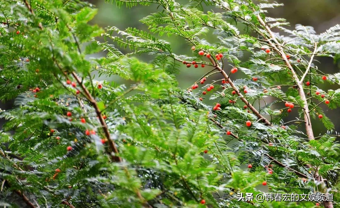 云赏美景,王莽岭美景