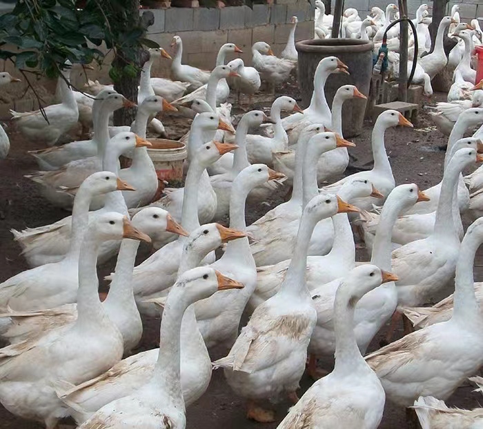 农村创业养50只大白鹅能卖多少钱,1亩地养鹅年收40万