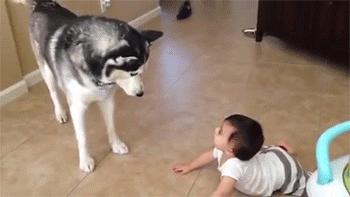 有哪些攻击性的犬可以养,建议懒人养的10种狗小型犬