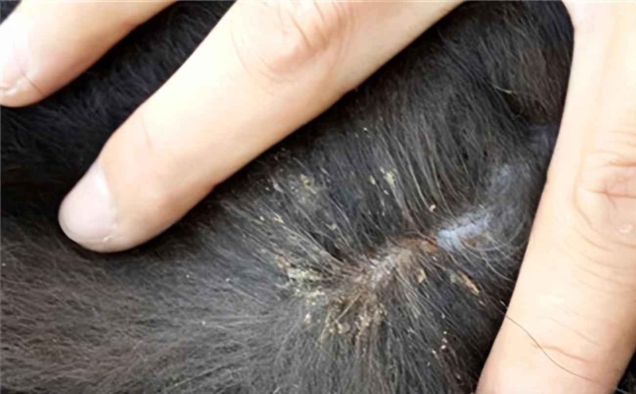 和人类共同进化的虱子，30多年前很常见，现在怎么看不到了？