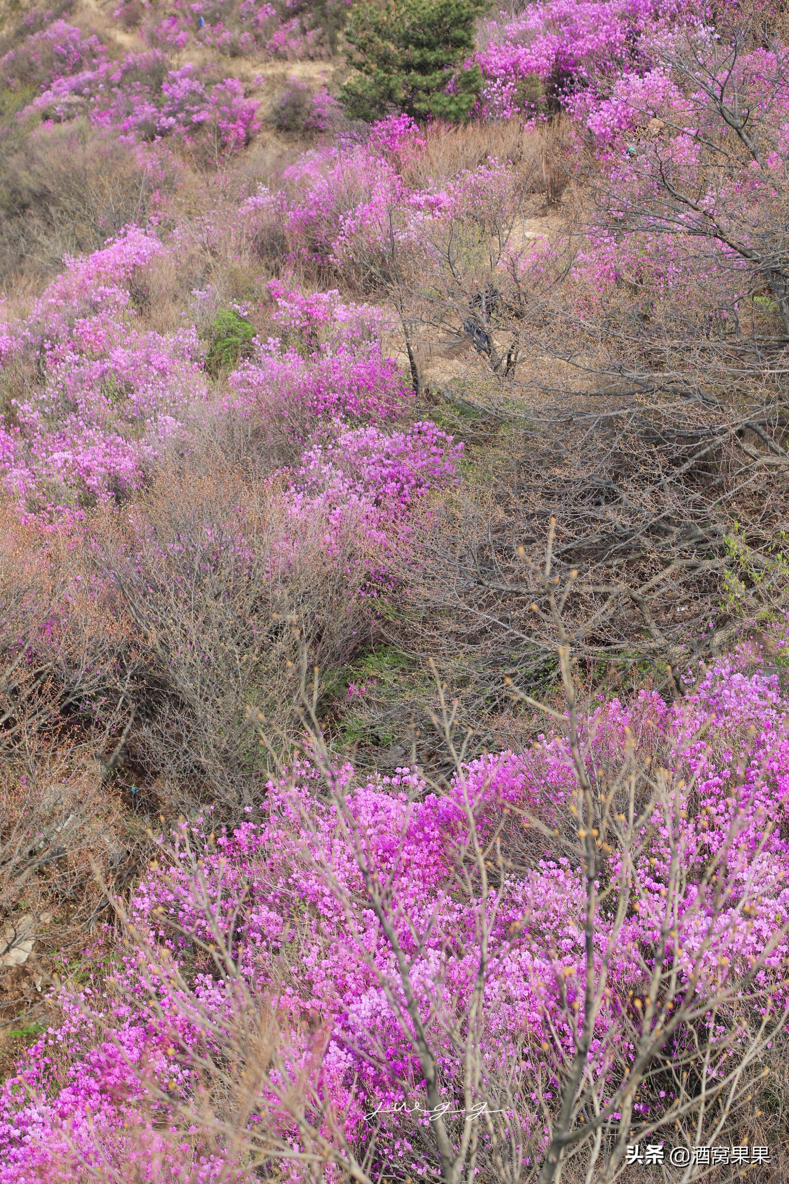 大连神秘花海旅游攻略路线,大连杜鹃花海旅游攻略