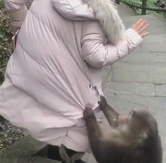 猴子放火,猴子为何不能当宠物