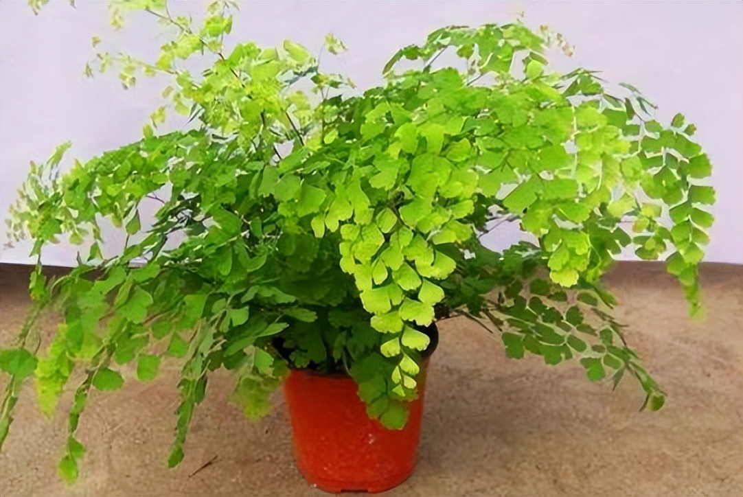 吸甲醛最好的3种花,盆栽吸甲醛推荐品种有哪些