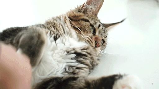 十大最难养的宠物猫,什么猫比较凶猛又好养