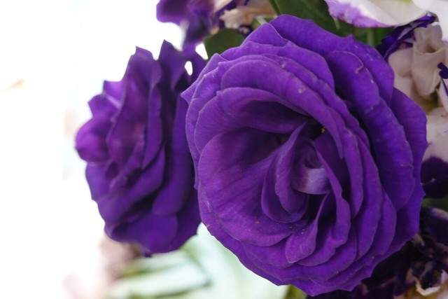 刚谈恋爱时送花说什么,什么时候给女朋友送花最合适