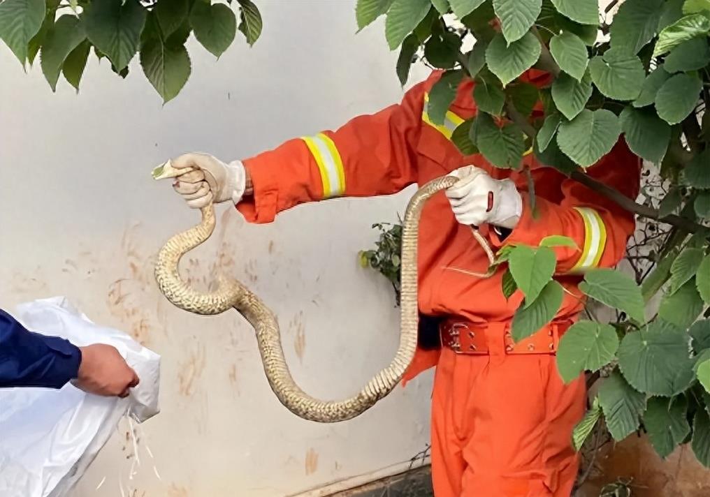 “蛇灭门”到底有多神奇？揭秘老人口中的杀蛇神器！