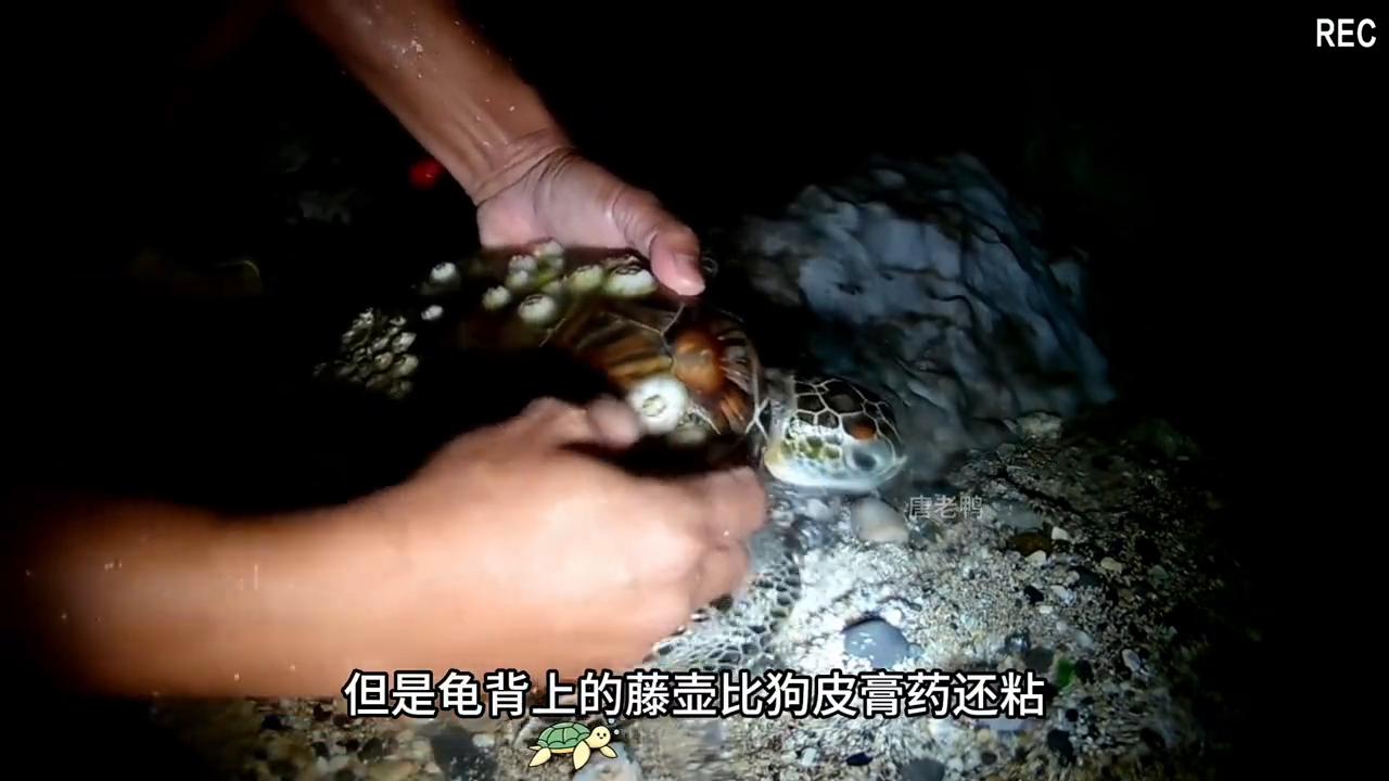 可怜的小海龟被藤壶折磨,海洋救助给海龟去除藤壶