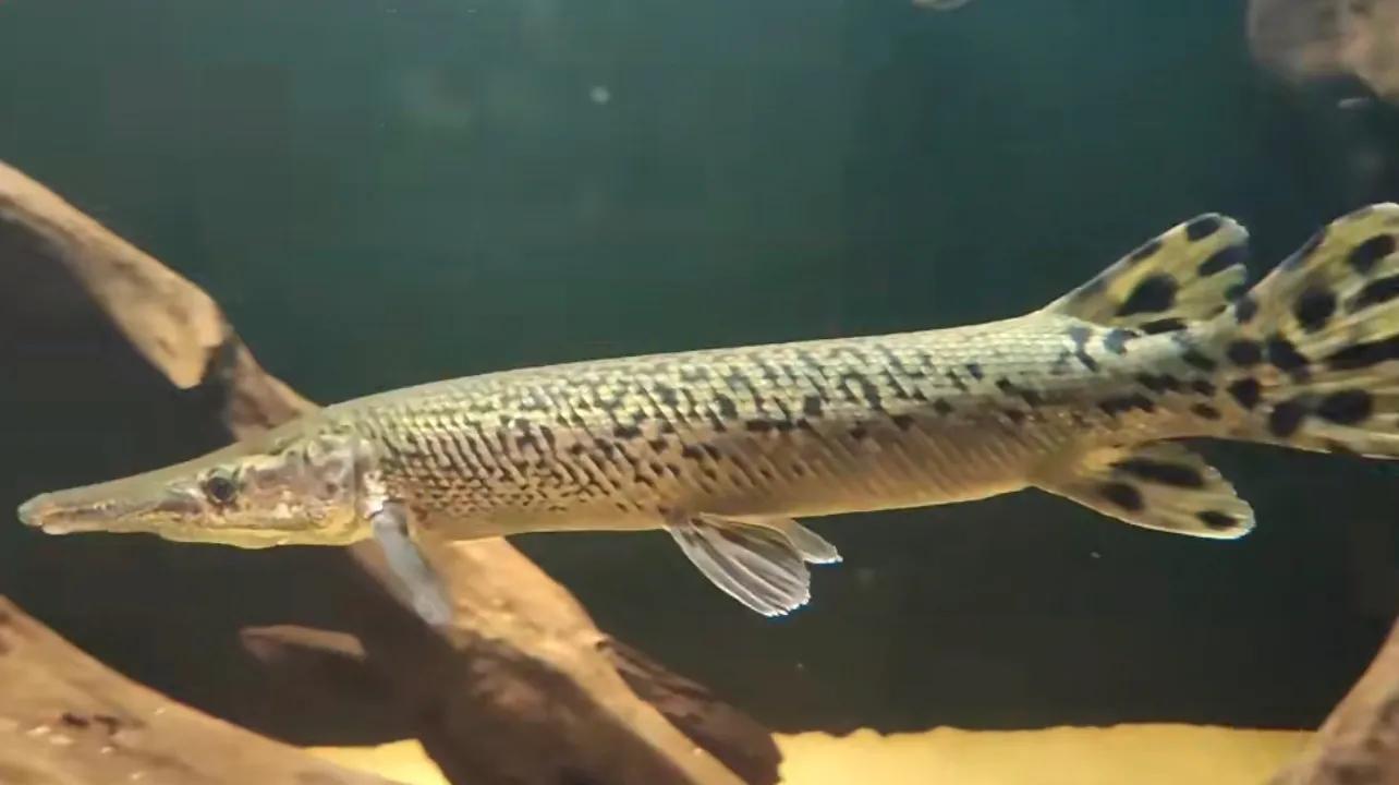 鳄雀鳝观赏鱼能长多大,世界十大凶猛的观赏鱼品种