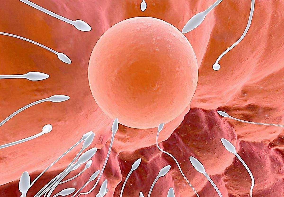 科学家拍到：人类卵子接受精子那一刻，会爆发出一阵巨大闪光