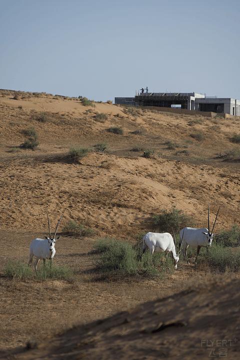阿联酋丽思卡尔顿,阿联酋野奢帐篷