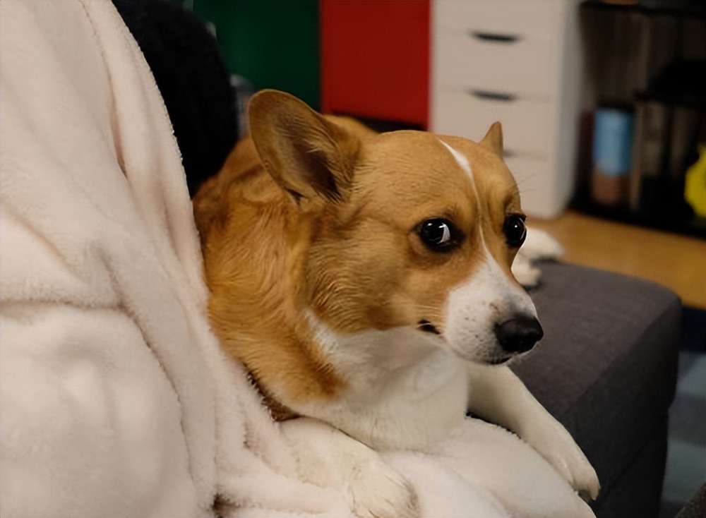 疫情期间怎样给宠物狗消毒,家有狗狗别乱消毒