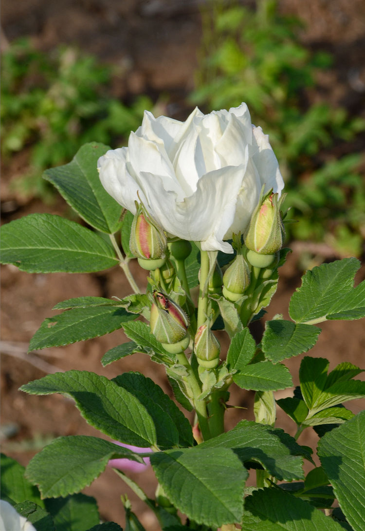 平阴玫瑰花原创包装设计,平阴玫瑰花生产厂家电话
