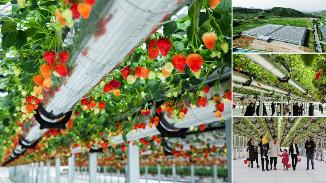 沂蒙乡村振兴学习感悟,乡村振兴看沂蒙专题