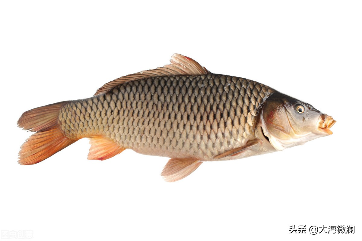 家常炖鱼怎么炖好吃入味,炖鱼怎么炖好吃又不破皮