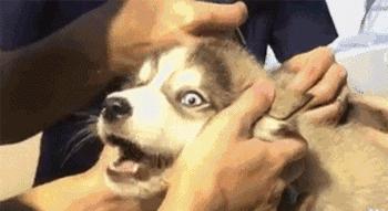 怎么样饲养狗狗肥得快,如何饲养狗狗