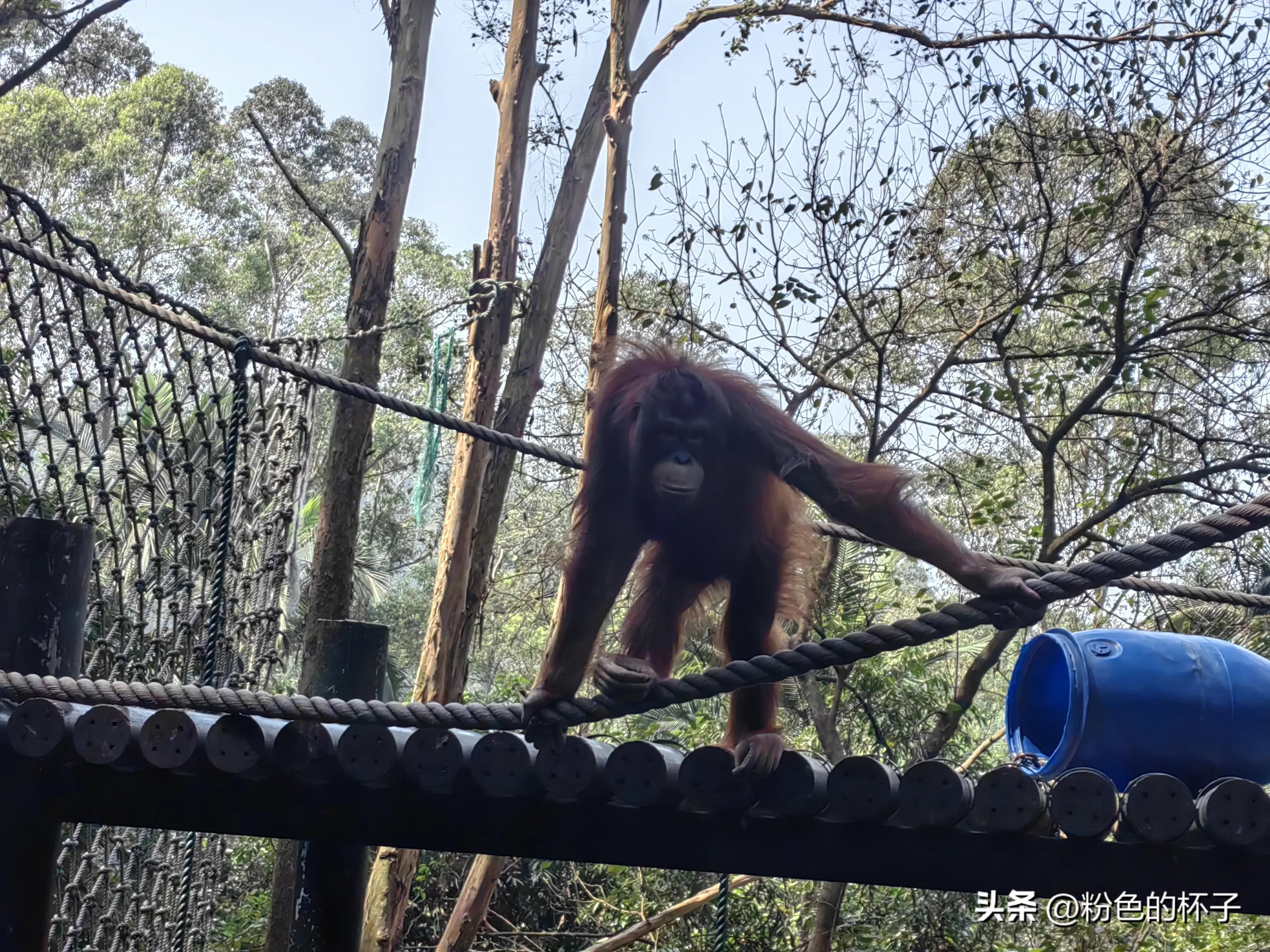 长隆野生动物园南门步行攻略,山东去广州长隆野生动物园攻略
