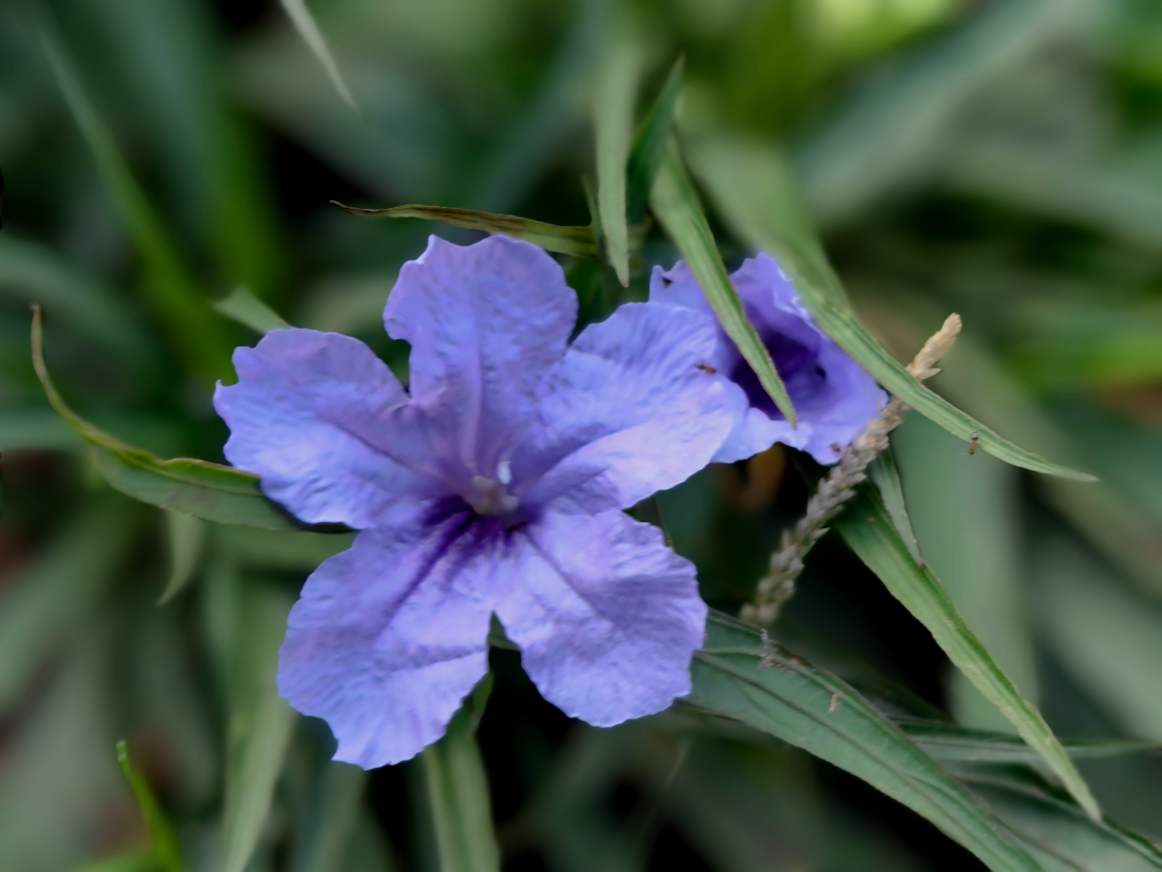 紫色兰花草:,蓝色花草品种