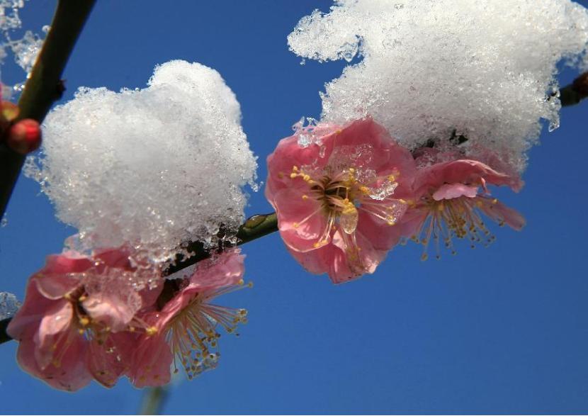 仙人掌墨西哥国花,仙人掌哪个国家的国花