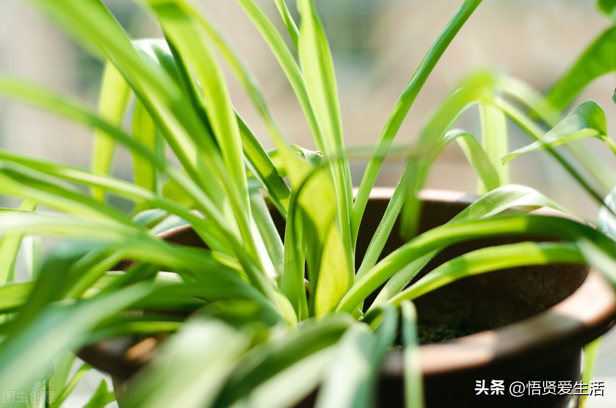 哪种绿色植物是最有效吸甲醛的,刚装修好的新房种什么植物去甲醛