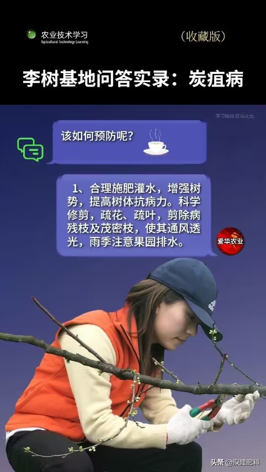 李子炭疽病,李子炭疽病的叶子是什么样的