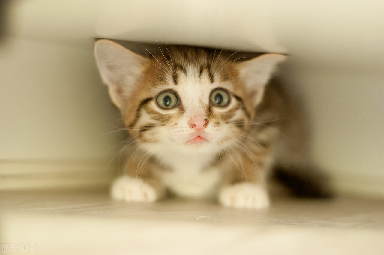 对待猫主子的正确方法,猫主子离家出走