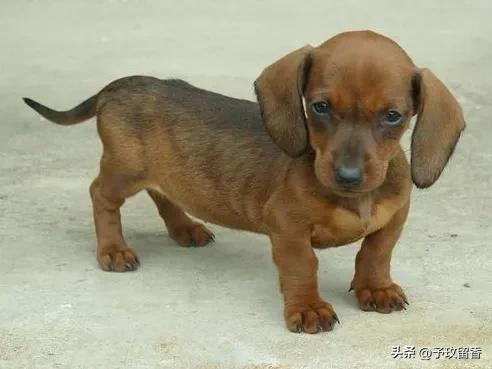 狗的种类常见宠物狗的品种及特点,宠物狗种类及特点