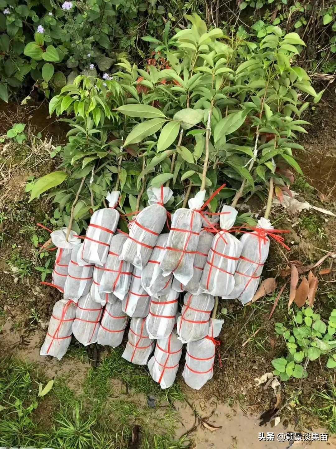 适合南宁种的水果树苗,适合广西种的阳台水果苗