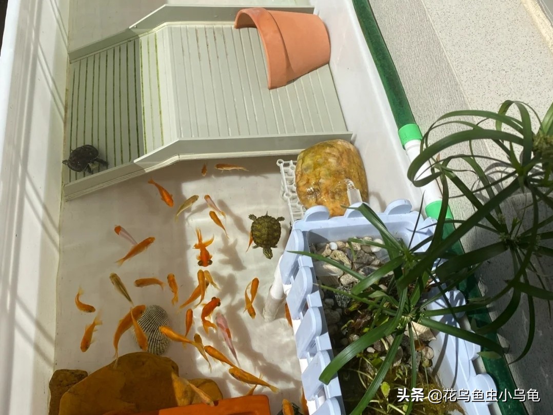 斑点龟饲养环境布置,透明周转箱养龟环境布置