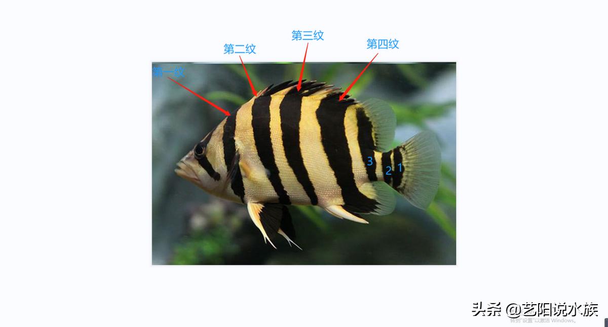 购买纯正泰虎鱼需要注意什么,为什么喜欢养虎鱼