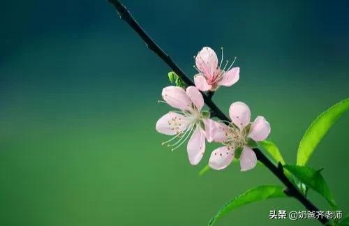 现代春天诗歌大全100首,春天古诗大全100首小学