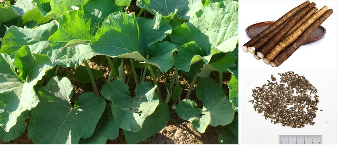 沂(宜)食沂(宜)药|药食同源的“蔬菜之王”——牛蒡