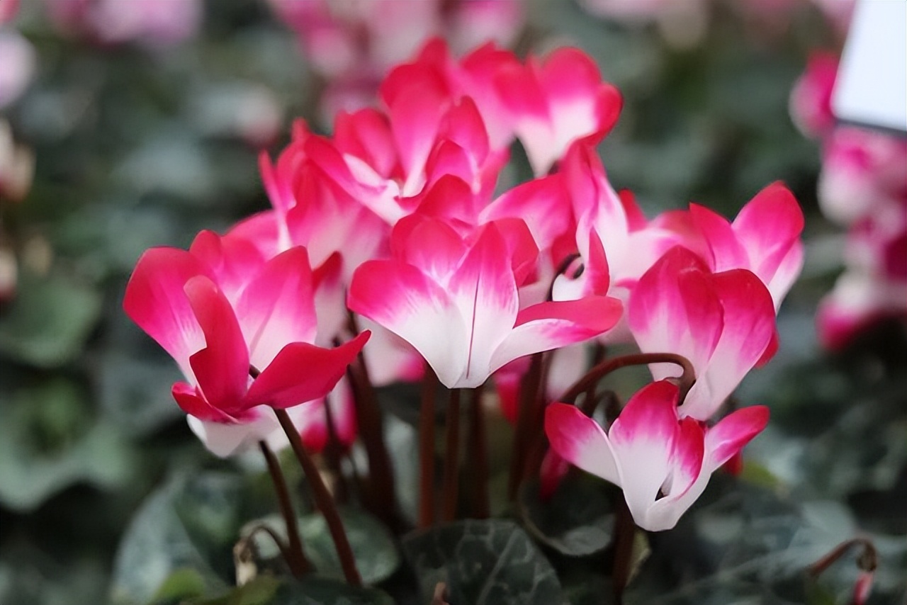 Nice兔meetyou,“属兔”的植物你知道多少?