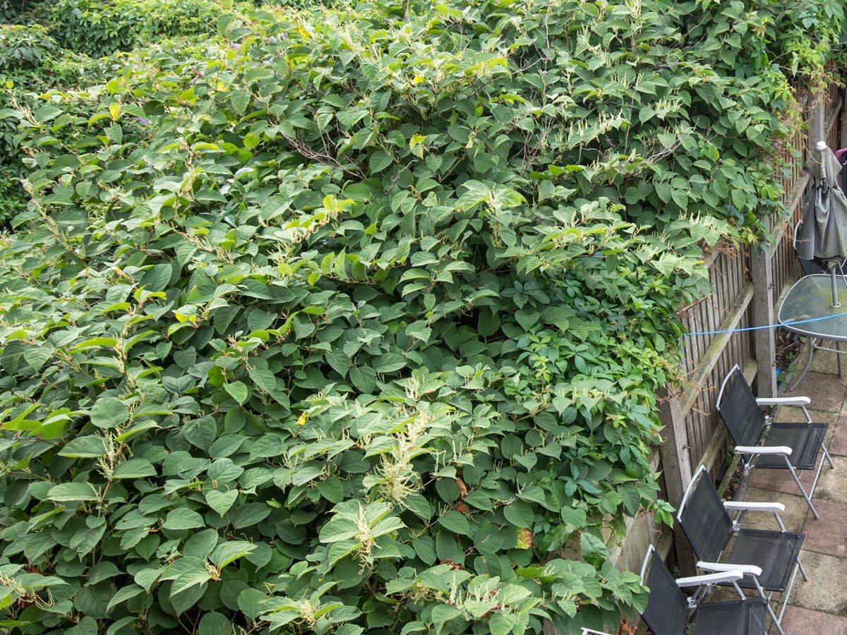 春天花园施什么肥,春天花园除虫