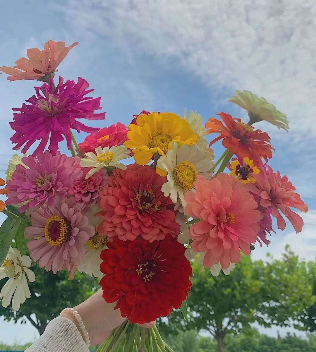 种什么花一年四季开花还好打理,南方一年四季蔬菜播种时间表